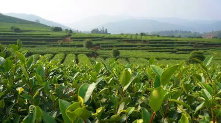 疫情之下我國茶葉產業發展方向的十大判斷